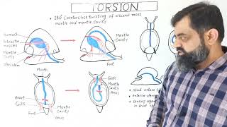 Torsion in Gastropods UrduHindi mediumprofmasoodfuzail torsion torsioninmollusca [upl. by Anadal779]