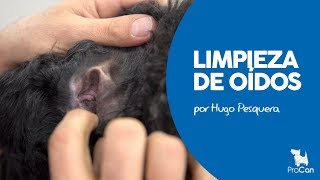 MANTENIMIENTO DE LOS OIDOS DEL PERRO  EVITAR OTITIS  HUGO PESQUERA  PROCAN [upl. by Yeslrahc28]