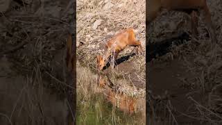 Indian Muntjac or Barking Deer shorts [upl. by Werdnaed]