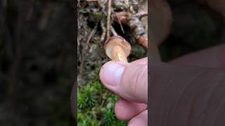 Maronenröhrling 🍴 Imleria Badia pilze boletus funghi fungi mushroom wald natur outdoor [upl. by Migeon]