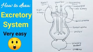 How to Draw Human Excretory System Easily  Step by Step  Urinary System Diagram [upl. by Lati]