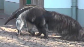 Tiere im Winter Großer Ameisenbär [upl. by Huberty45]