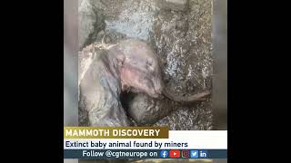 Baby woolly mammoth discovered in Canada [upl. by Efrem]