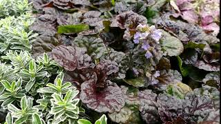 Ajuga reptans Black Scallop [upl. by Short]