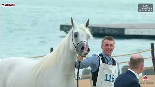 KIAHF 2024 Arabian Peninsula Horse Show Class 8 [upl. by Aninaj706]