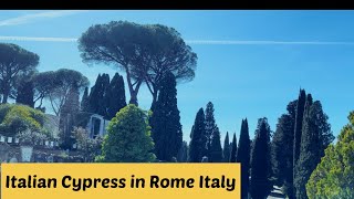 All About Cupressus Sempervirens or Italian Cypress  How to take care of Italian cypress [upl. by Ihsir]