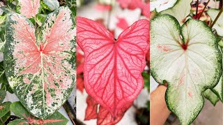 CALADIUM CARE TIPS How to Grow and Care for Caladium [upl. by Nnylarat771]