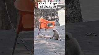 Yoga travel monkey iyengaryoga yoga animals funny viralshort viralvideo youtube om yt [upl. by Caraviello]