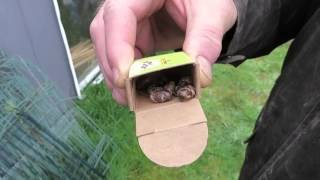 Make Bee House for Mason Bees 21 5579 [upl. by Eintruoc]