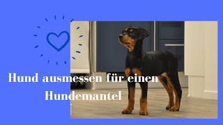 Hund für Hundemantel ausmessen Hundemantel selber nähen DIY Nähanleitung Hundejacke [upl. by Whorton802]