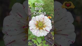 Zinnia Showdown My 3 Favorite Varieties [upl. by Sakul]