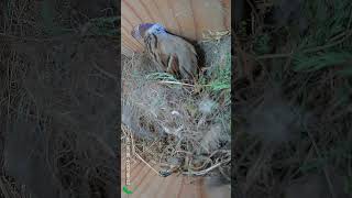 Tree Sparrow Vanishes Into Its Nest sparrow nest bird birdslover birdsounds birdcommunity [upl. by Reidid]