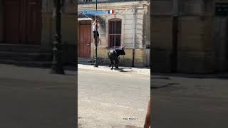 Encierro Caveirac 2022  accroché au lampadaire  vidéo Mélanie V￼ [upl. by Idonna]