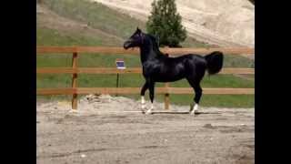 DA Sir Dierich Black Arabian Stallion at Liberty [upl. by Guillema]