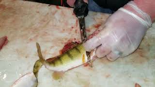 How to Fillet A Perch in seconds [upl. by Ailama]