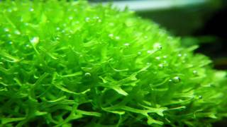 （HD）リシアの気泡 （Riccia fluitans with oxygen bubbles） [upl. by Yawnoc]