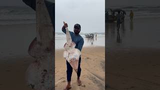 Guitar 🎸 fish eppudaina choosara  beachboynaidu seafood guitarfish youtubeshorts viral beach [upl. by Ayouqes]