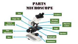 Microscope Types Parts and Function [upl. by Nolita]