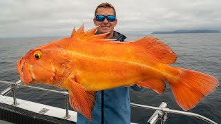 GIANT Deep Sea GOLDFISH Catch Clean Cook Yellow eye Rockfish [upl. by Aimaj752]