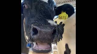 Cow chewing cud ASMR [upl. by Tore623]