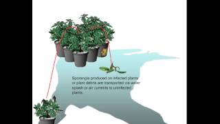 Phytophthora disease cycle [upl. by Judith]