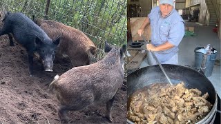 Trapping Wild Pigs In Louisiana CatchCleanCook Huge Pork Gravy For 150 People [upl. by Itnahsa]