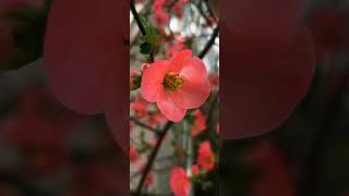 tsintonia chaenomeles Japonica EEDB TV [upl. by Azil]