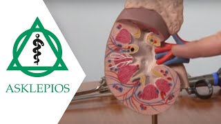 Minimalinvasive Operationsverfahren in der Urologie  Asklepios [upl. by Zedekiah611]