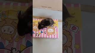 Hamster Syrian Black Torto hamstersyrian hamsterlucu shorts [upl. by Norrv]