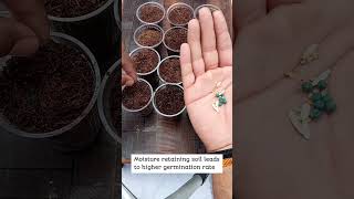 how to prepare seedling soil for better seed germination ytshorts kitchengardening [upl. by Annoet]