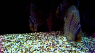 symphysodon discus heckel blu face abacaxi video 1 [upl. by Klenk]