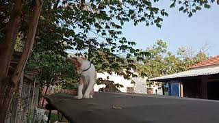 kittens are walking on the roof  catbaby [upl. by Caren]