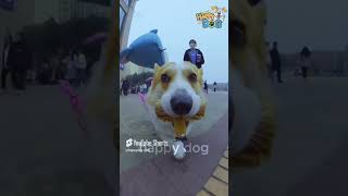 Watch This Energetic Dog Dash Around the Park 🐕🏞️💨 happypuppy parkfun funnydogs [upl. by Seuqram784]