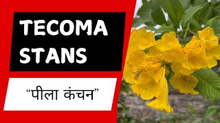 Tecoma Stans flower Plant Yellow Flower टेकोमा प्लांट [upl. by Klina]