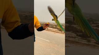 Mashaallah 😍parrot free flying🦜❤️parrot flying viralshort shorts trending youtubeshorts [upl. by Ardyth731]