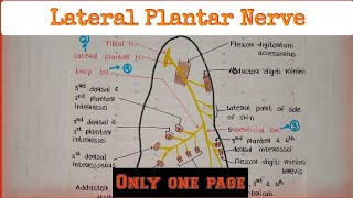 Lateral Plantar Nerve [upl. by Garratt]