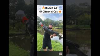 Monster NJ Channel Catfish fishing newjersey short viralshorts madkatz [upl. by Serafina]