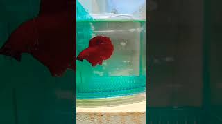 Half moon betta🔥red colour betta [upl. by Giule]