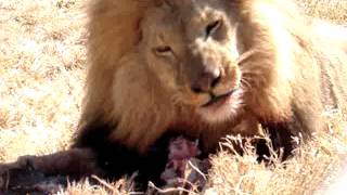 bone crunching jaws of a male lion at antelope park [upl. by Barney]