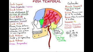 FOSAS EXTRACRANEALES FOSA TEMPORAL [upl. by Odrareve]