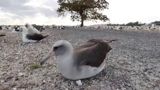 Hybrid Blackfooted Albatross X Laysan Albatross [upl. by Vernice]