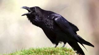 The Raven Himself is Hoarse Analysis  Macbeth Act 1 Scene 5 [upl. by Ainaj]