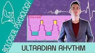 The Stages of Sleep Ultradian rhythm  Biological Psychology AQA ALevel [upl. by Shank]