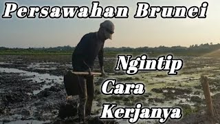 Melihat hamparan luas sawah di BruneiReview pekerja sawah [upl. by Etolas665]