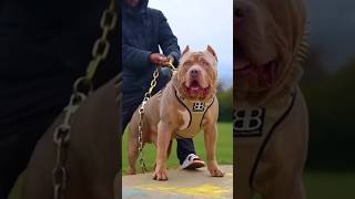 Pitbull Vs Japanese akita dog who win🧐🤨 shorts [upl. by Montana427]