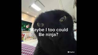 Maybe I too could be ninja 🤨 meme funny cats [upl. by Siurad]