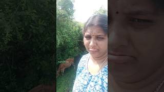 Ithuku nan enna pathil solrathu shorts funtime villagelife sugansrecipes [upl. by Chansoo]