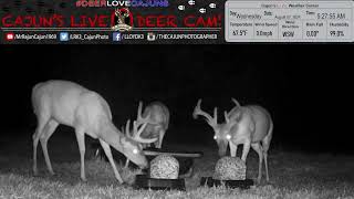 Three Big Whitetail Bucks in Velvet on Cajuns Live Deer Cam 2024 [upl. by Fred]