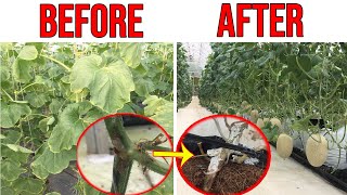 Prevention of Gummy Stem Blight Black Rot On Melons [upl. by Odetta]