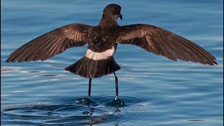 Wilsons storm petrel Oceanites oceanicus  foraging  feeding  flying  hopping [upl. by Chantalle]